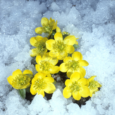 winter, aconite, Eranthis; hyemalis