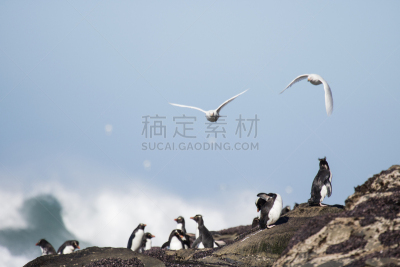 海滩,企鹅,岩石跳跃企鹅,岩石,红色,白色,水平画幅,福克兰群岛,无人,黄色