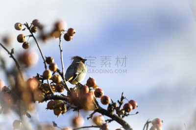 连雀,自然,天空,水平画幅,无人,蓝色,鸟类,雪松连雀,北美歌雀,苹果