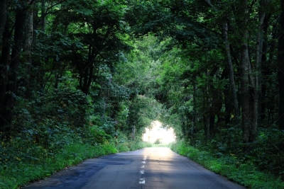 隧道,绿色,佐吕间湖,旅游目的地,水平画幅,秋天,无人,2015年,路,北海道