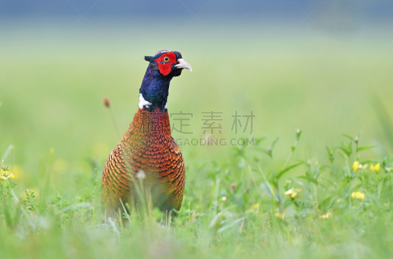 雉,草,野外动物,环颈雉,小公鸡,观鸟,水平画幅,家禽,鸟类,草坪