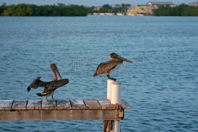 鹈鹕,ambergris caye,伯利兹,水平画幅,无人,加勒比海地区,水禽,摄影