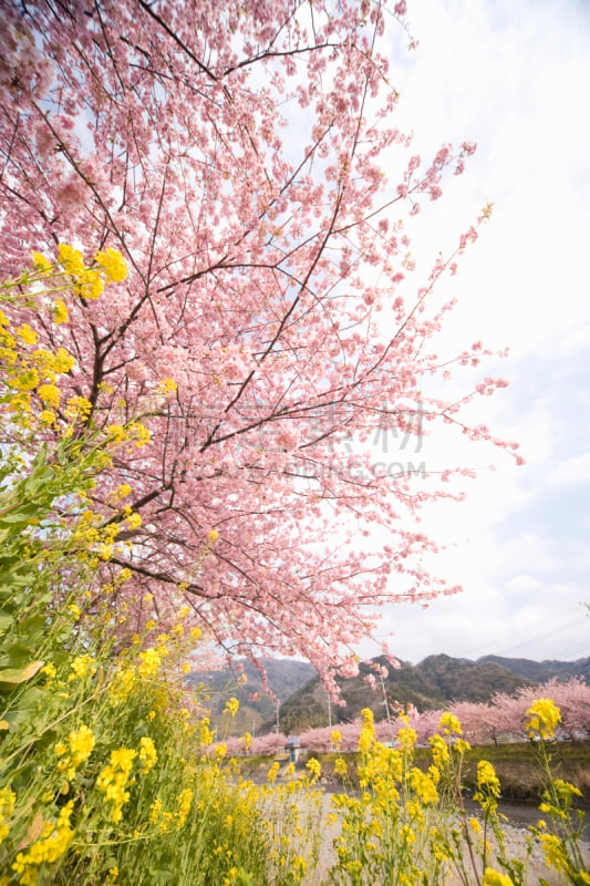 樱桃树,川津,东海区,花见节,垂直画幅,樱花,无人,户外,农作物,静冈县