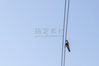 老鹰,平衡折角灯,电力线,雌性动物,金属丝,雄性动物,可爱的,传统,动物的冠,外套