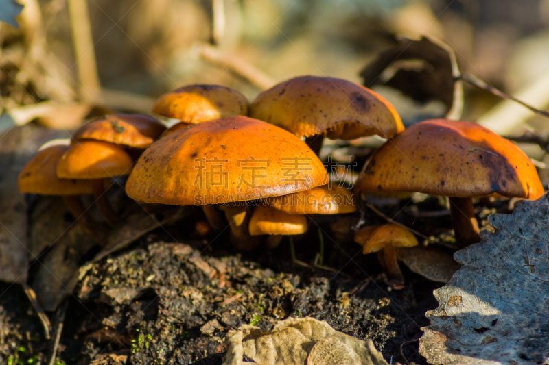 Group of mushrooms