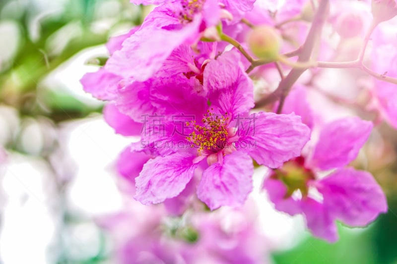 Beautiful pink Queen’s flower soft focus