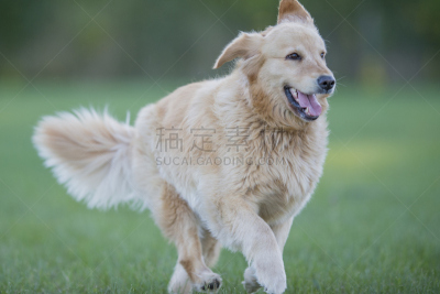 金毛寻回犬,留白,爪子,动物身体部位,草坪,宠物主人,草,动物杂技,仅成年人,知识