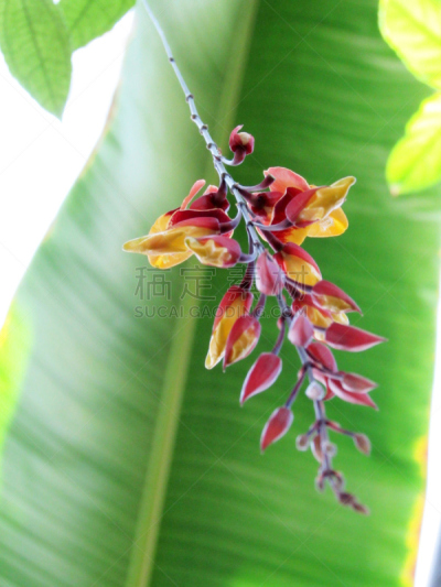 clock vine,有蔓植物,欧洲芍兰植物,hypoestes,迈索尔,爵床科,香蕉叶,卷须,垂直画幅,兰花