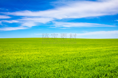 田地,小麦,天空,纹理效果,草坪,夏天,草,图像,彩色图片,运动场