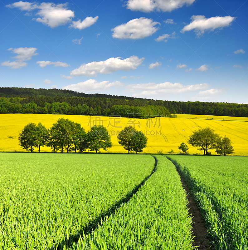 小麦,油菜花,田地,自然,垂直画幅,天空,无人,蓝色,有机食品,夏天