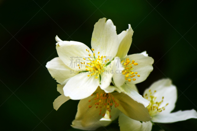 防臭木,叶子,枝,美,芳香的,水平画幅,无人,夏天,特写,顺势医学