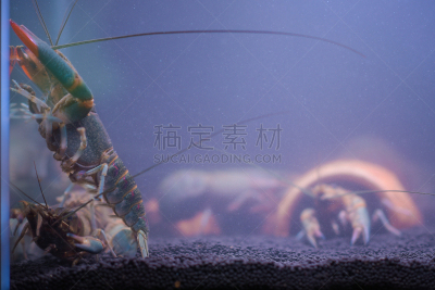 对虾,河流,柜子,中等数量物体,玻璃杯,大螯虾,小龙虾,扇贝,明虾,海产