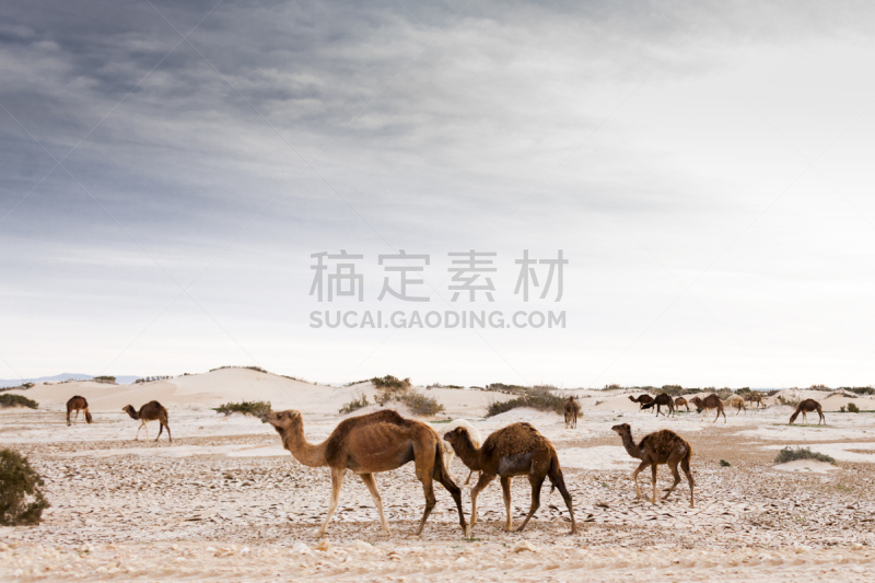 骆驼,沙漠,northern sahara,单峰骆驼,自然,非都市风光,水平画幅,地形,沙子,无人