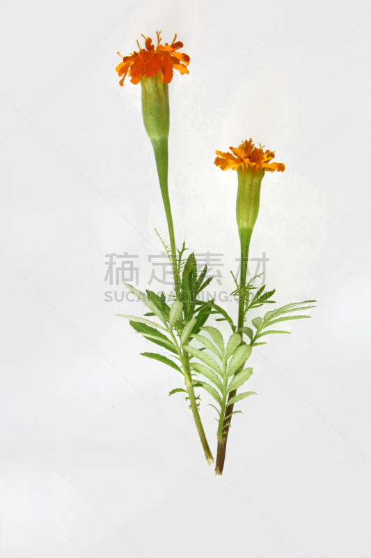 非洲万寿菊,雏菊族,万寿菊,仅一朵花,自然,垂直画幅,式样,橙色,小的,无人