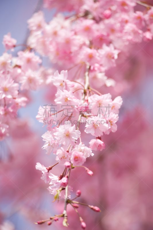 垂枝樱花,垂直画幅,樱花,无人,日本,纯净,特写,春天,日光,粉色