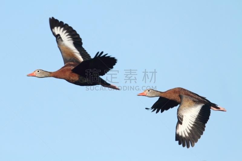 鸭子,吹口哨,黑色,白面鸭,沼泽地国家公园,水鸟湖,秋沙鸭,自然,野生动物,水平画幅