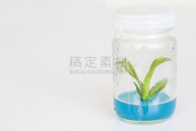 兰花,瓶子,微生物,选择对焦,植物,dna测序,瓶盖,成年子女,生物科技,水平画幅