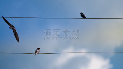电缆,鸟类,电,能源,天空,水平画幅,云,家禽,金属丝,北美歌雀