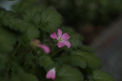 野生老鹳草,天竺葵,自然,水平画幅,绿色,无人,户外,野生植物,特写,仅一朵花