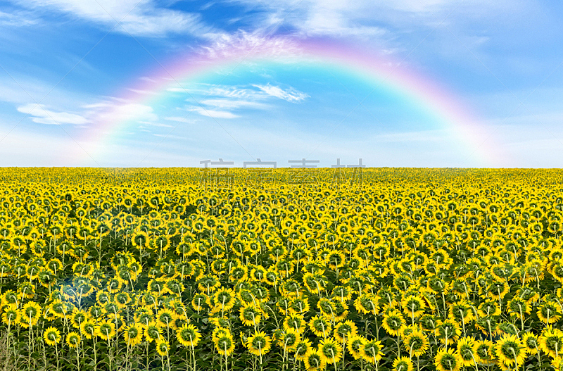 向日葵,彩虹,田地,在上面,农业,环境,云,天气,草,农场