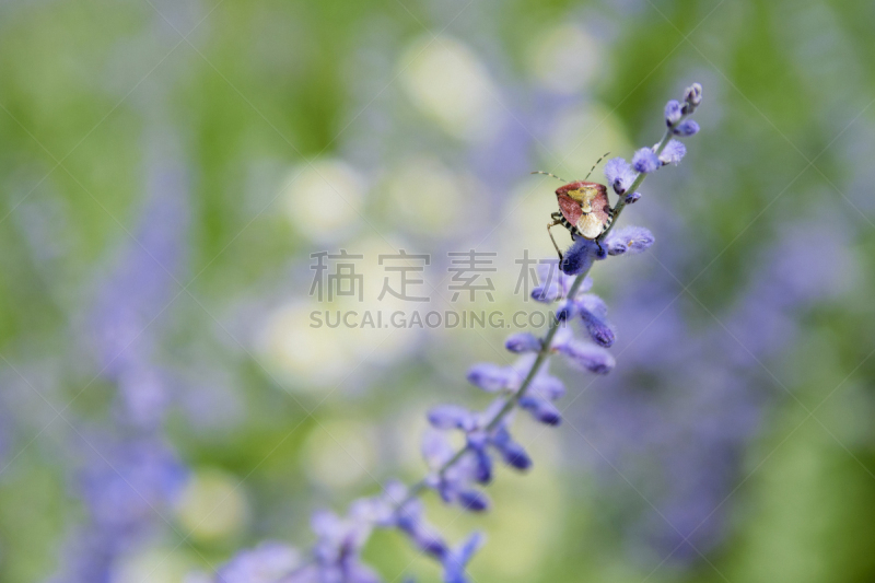 盾蝽,花粉,特写,俄罗斯,鼠尾草,green shield bug,红色,夏天,灌木,花头