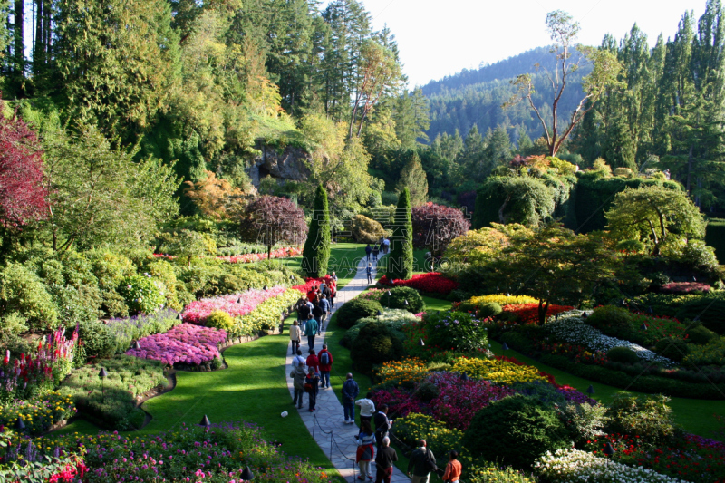 布查特花园,温哥华岛,花园路,美,旅游目的地,水平画幅,地形,景观设计,色彩鲜艳,维多利亚