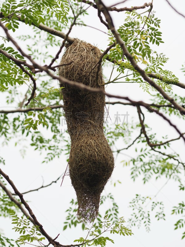 干草,鸟巢,稻草,织巢鸟,草,无人,垂直画幅,动物的巢,泰国,图像