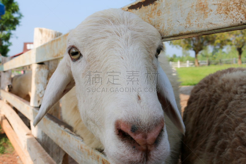 笼子,绵羊,动物围栏,透过窗户往外看,古老的,羊圈,动物身体部位,野外动物,夏天,草