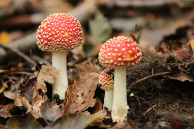 水平画幅,苔藓,巨大的,风险,户外,云杉,毒蘑菇,真菌,伞形毒菌,松科