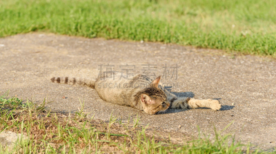 猫,日光,白昼,美,公园,水平画幅,爪子,动物身体部位,夏天,草
