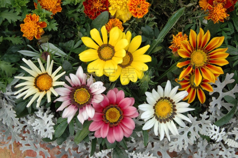 杂色菊属,彩色图片,多样,美,水平画幅,美人,白人,特写,花束,植物