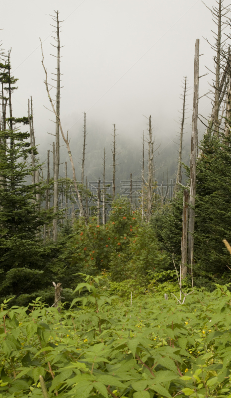 clingman's dome,,杉树,野花,南方丘陵地带,垂直画幅,北卡罗来纳,地名,无人,户外