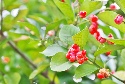 茶花,日本主轴,神奈川县,植物,水平画幅,橙色,水果,冬天,无人,黄色
