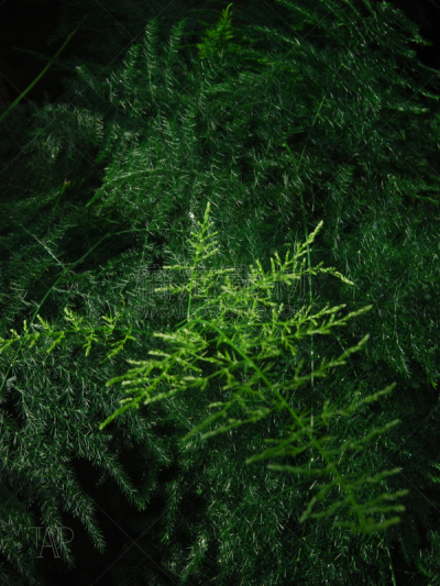 芦笋蕨,绿色,素食,蔬菜,清新,健康食物,垂直画幅,食品,图像,芦笋