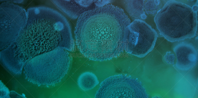 烟曲霉菌,生物科技,水平画幅,孢子,微生物学,科学实验,科学,生物学,实验室,特写