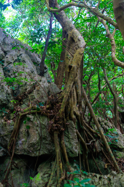 垂直画幅,冲绳县,石灰石,户外,常春藤,热带气候,风景,叶子,岩石,自然