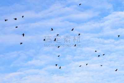 鸟类,天空,水平画幅,形状,云,无人,动物学,动物身体部位,英格兰,野外动物