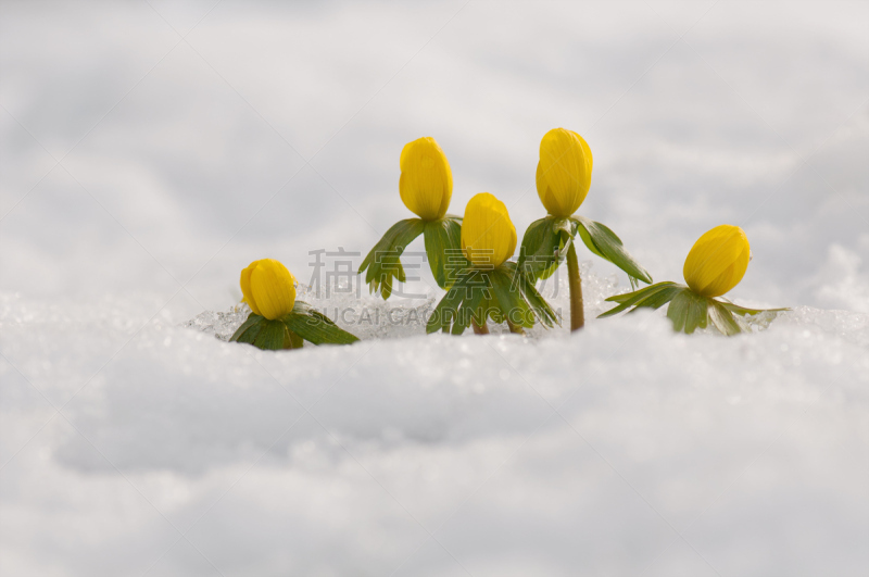 冬乌头,雪,乌头属植物,接力赛,复活节,水平画幅,白人,开花时间间隔,花蕾,植物