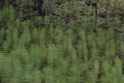 木制,马尾,影像年代,2000到2009,选择对焦,褐色,水平画幅,无人,21世纪,户外