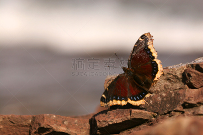 mourning cloak butterfly,撕破的,水平画幅,蝴蝶,无人,摄影,破败