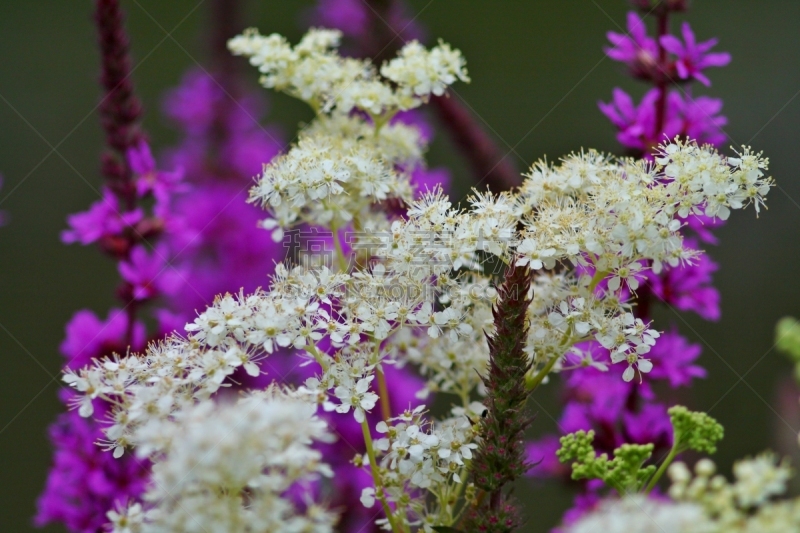 植物,运动模糊,佛花,健康保健,野生动物,环境,环境保护,蜂蜜,茗荷,户外