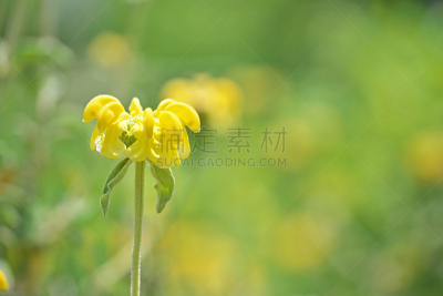 耶路撒冷,鼠尾草,水平画幅,无人,五月,日本,藤泽市,草本,春天,植物