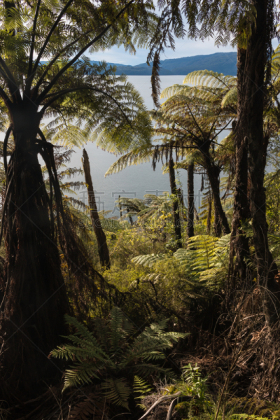 lake tarawera,雨林,新西兰,椤,罗托鲁阿,复叶,垂直画幅,无人,户外,棕榈树