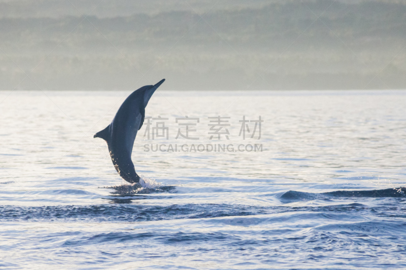 海豚,巴厘岛,海滩,洛维纳,库塔,天空,灵性,沙子,自由,都市风景