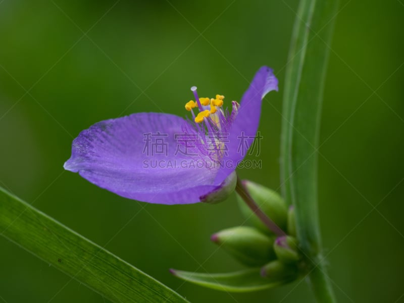 小的,紫色,紫露草上皮,水平画幅,绿色,雄蕊,无人,夏天,仅一朵花,花