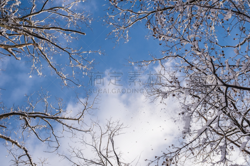 天空,雪,冬天,蓝色,森林,枝,霜,休闲活动,水平画幅,户外