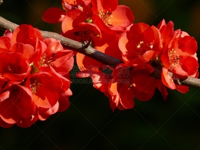 日本,自然,春天,水平画幅,无人,皱皮木瓜,花朵,法国,黑色背景,摄影