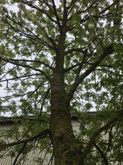灰树,鹭管鱼,五月,自然,垂直画幅,无人,艾克塞特,爱塞特,植物,英国