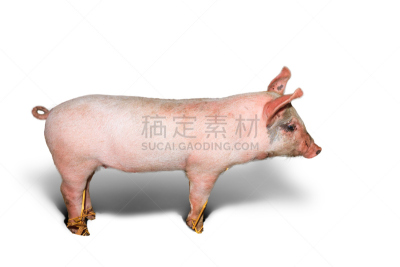 小猪,白色,荷兰,兰德瑞斯猪,公猪,家猪,褐色,水平画幅,谷仓,阴影