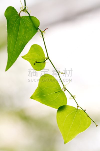 绿色,叶子,绿蔷薇度假村,sarsparilla,阴叶,气孔,叶表皮,自然,垂直画幅,有蔓植物